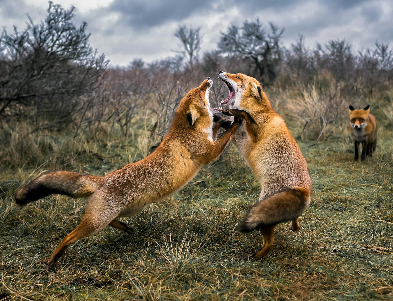 billede af ræve Ossi Saarinen